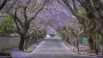 Seorang perempuan berlari-lari di jalan yang dipenuhi pohon jacaranda yang sedang mekar di Johannesburg, Afrika Selatan pada 20 Oktober 2022. Sejak awal Oktober, kota Johannesburg mendapatkan warna kuat yang ditambahkan ke lanskapnya: lautan kelopak ungu dari ribuan pohon jacaranda mekar di atas pinggiran kota. (Photo by Michele Spatari / AFP)