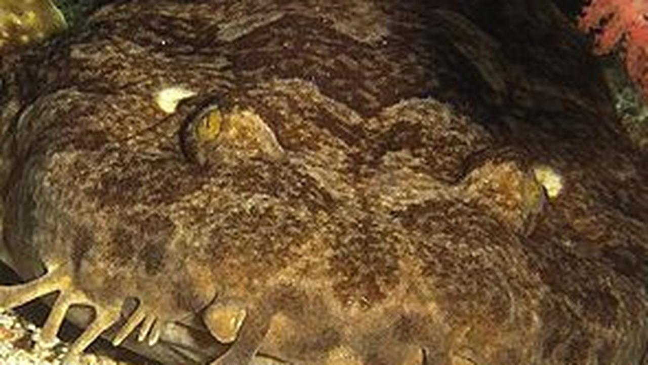 3. Hiu Wobbegong<br>