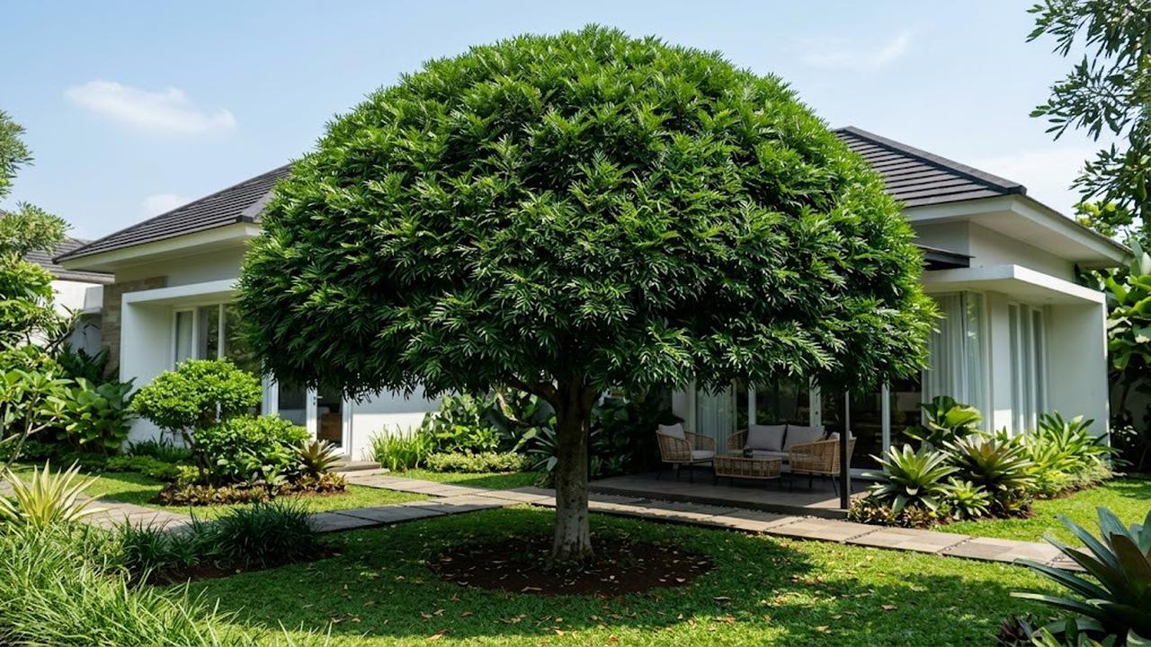 Pohon Kiara Payung (Filicium decipiens)
