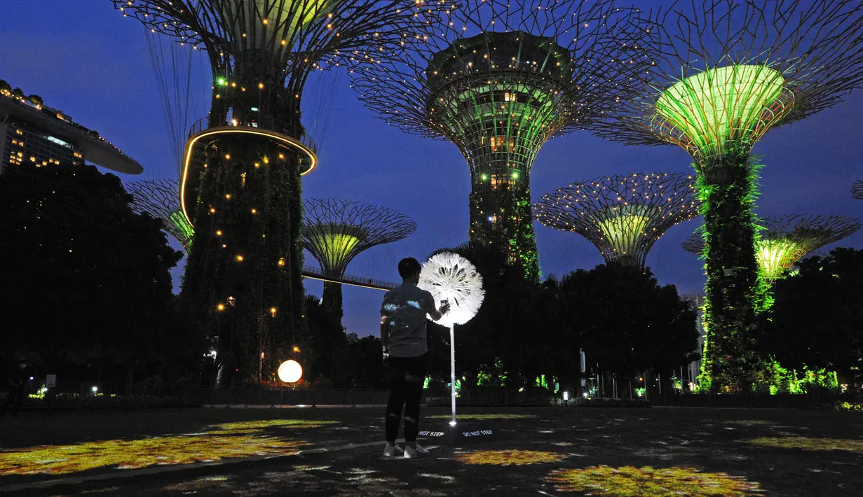 Pengunjung berinteraksi dengan instalasi multimedia "Dandelion" di Gardens by the Bay, Singapura, 9 November 2020. Instalasi interaktif tersebut memungkinkan orang-orang di Singapura dan Jepang berinteraksi satu sama lain melalui serabut-serabut halus bunga dandelion virtual. (Xinhua/Then Chih Wey)
