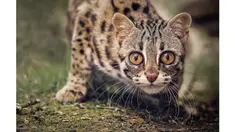 6 Kucing Asli Indonesia Ini Terancam Punah