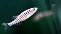 Ikan zebra danio, atau ikan zebra, berenang di dalam tangki di sebuah lembaga penelitian di Wuhan di provinsi Hubei, China tengah pada 2021. (Shepherd Zhou/FeatureChina via AP)