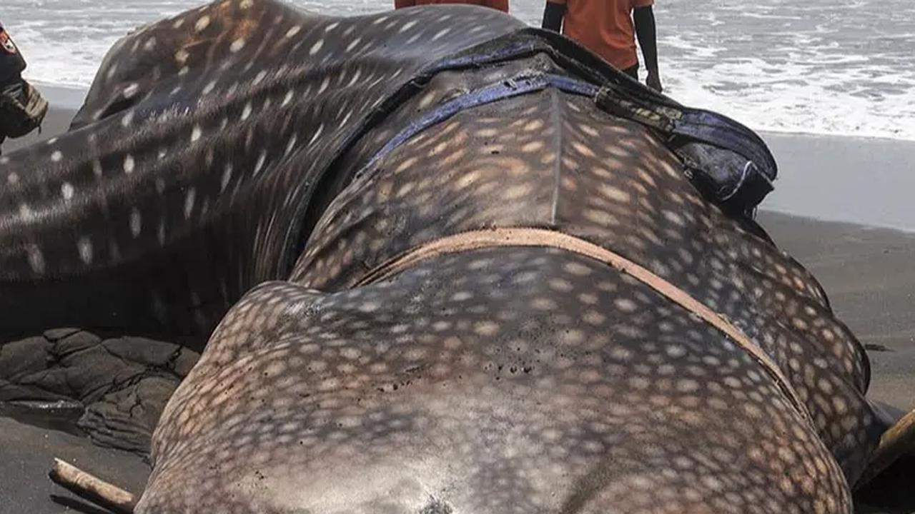 FOTO: Penampakan Hiu Paus Mati Terdampar di Pantai Garongan Yogyakarta: Panjang 10 Meter, Beratnya 1,5 Ton