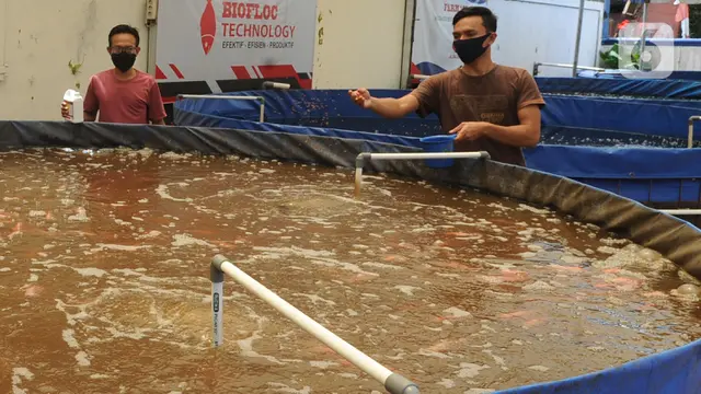 Petani Ikan Nila Biflok Kembali Tingkatkan Produksi