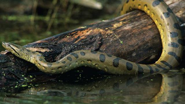 Anaconda hijau (Foto: Joe Mcdonald/Animals Animals/Arckive.org).