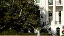 Sebagian dari pohon Magnolia Jackson yang telah ditanam sejak tahun 1835 di sisi barat halaman Gedung Putih, Selasa (26/12). Struktur pohon sudah sangat membahayakan, bahkan untuk dapat berdiri, pohon itu membutuhkan penopang buatan. (AP/Andrew Harnik)