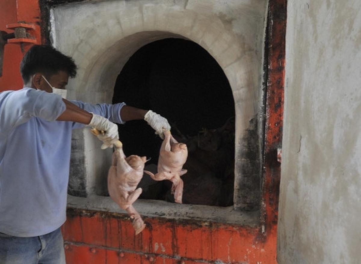 Puspitek musnahkan 1,5 ton ayam berformalin