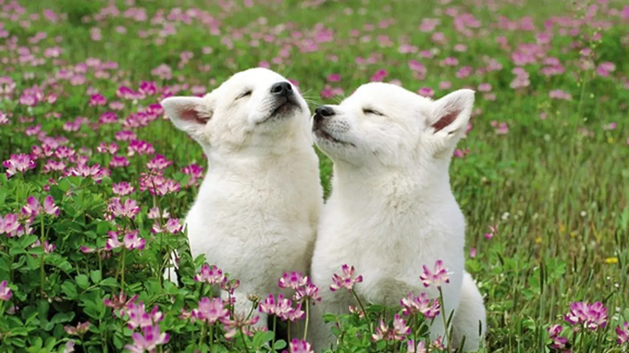 Photo: Copyright wallpapers-craft.com