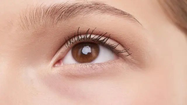 tutorial alis untuk pemula