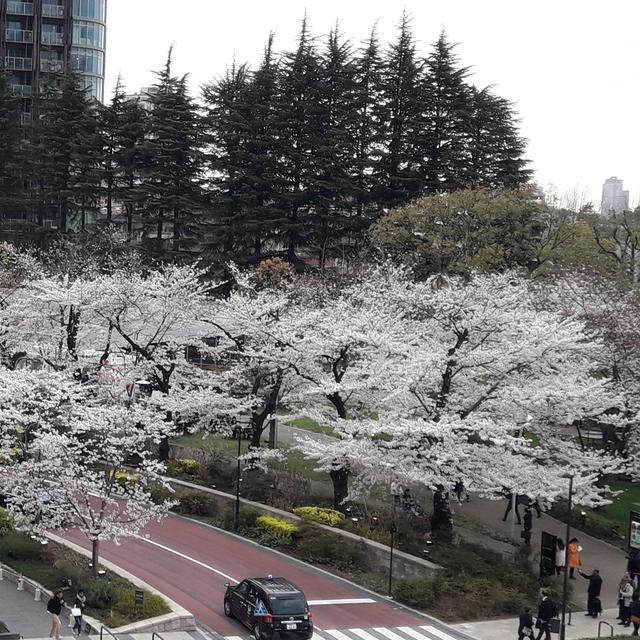 Gambar Bunga Sakura Yang Belum Di Warnai - Gambar Terbaru HD