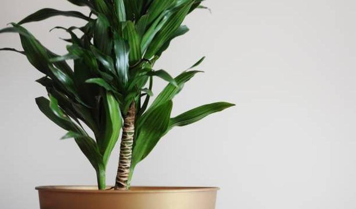 Dracaena
