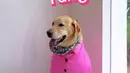 Anjing kesayangan mereka, Butter pun ikut cosplay jadi Taffy dengan kemeja pink yang imut. Lengkap dengan scarf di leher [@tiffanysoetanto]