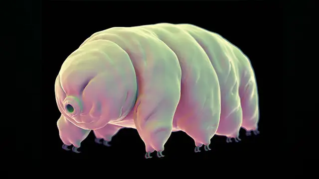 Tardigrade