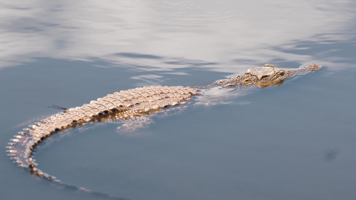 Detik-Detik Seorang Ibu Hilang Diterkam Buaya Saat Cuci Kepiting di Pinggir Sungai Agimuga
