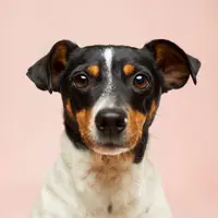 ilustrasi arti mimpi digigit anjing/Victor Grabarczyk /unsplash