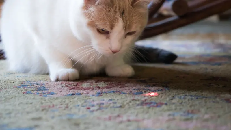Capek tapi Diajak Main? Saatnya Jajal Permainan Laser Bareng Kucing Kesayangan