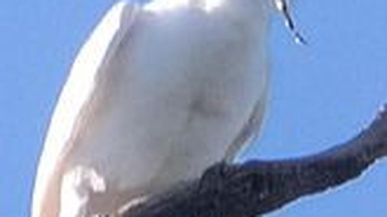 <b>White Bellbirds</b>