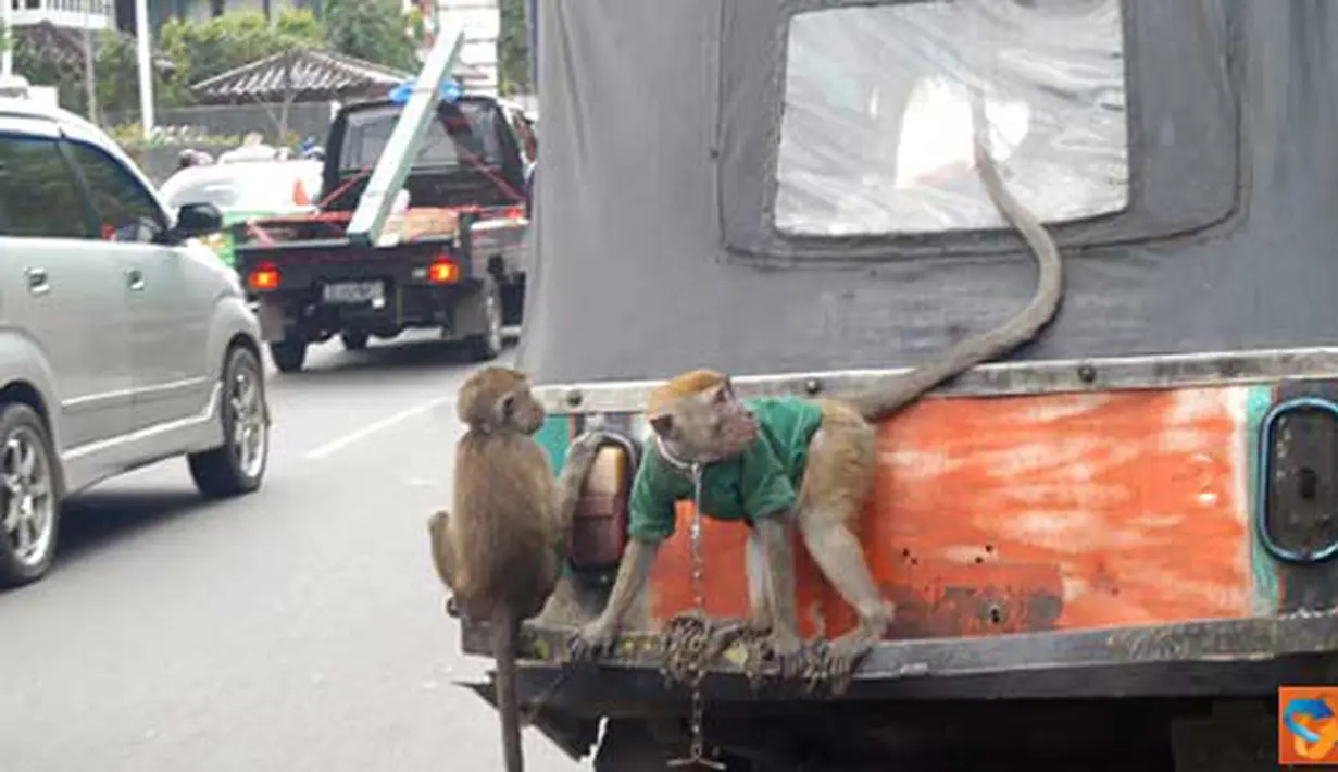 Citizen6, Jakarta: Dua ekor monyet menaiki bajaj di bumper, sedang pemiliknya berada di jok penumpang. Pemandangan ini terlihat saat bajaj melintas di Jalan Satrio, Januari silam. (Pengirim: Sunyoto)