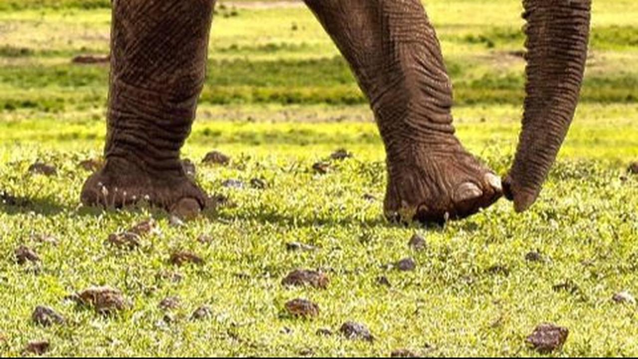 9. Gajah