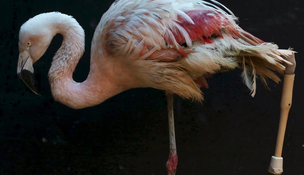 Seekor flamingo mengunakan kaki palsu ketika beraktivitas di Kebun Binatang Sorocaba, Brasil, Rabu (1/7/2015). Flamingo Chile dipasangi kaki palsu karena bagian bawah kaki kirinya yang mengalami patah tulang telah diamputasi. (REUTERS/Paulo Whitaker)