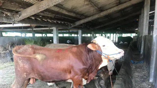 Ilustrasi Foto Sapi