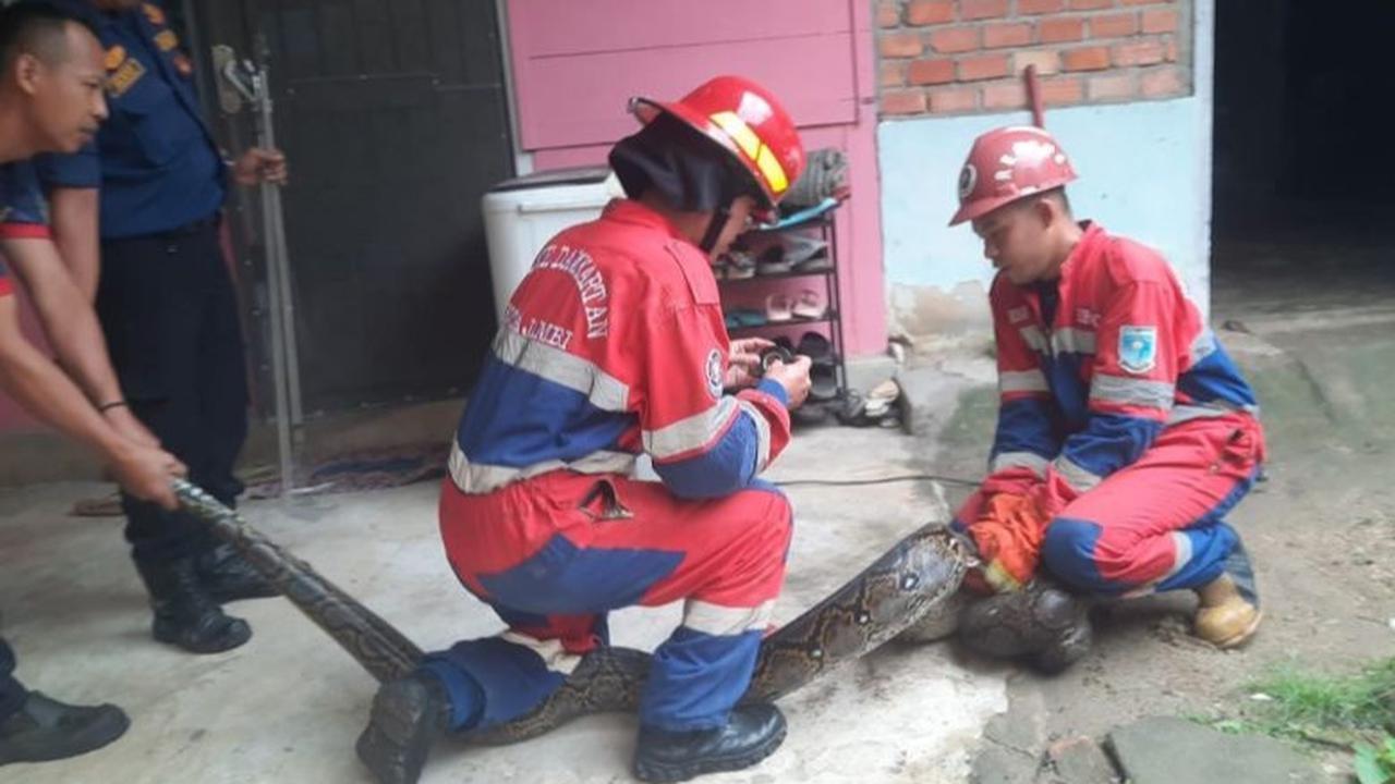Ular Sanca 6 Meter Dievakuasi Damkar Kota Jambi dari Rumah Warga