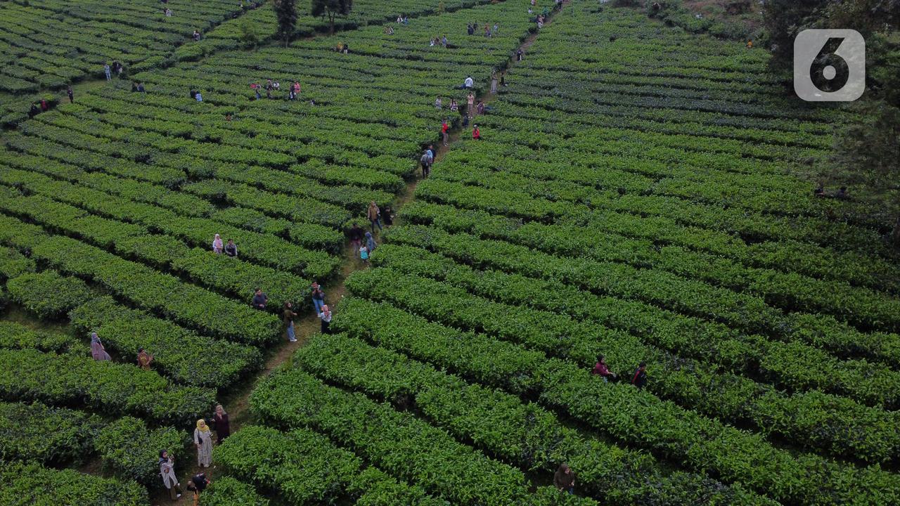 Muda Mudi Penuhi Kawasan Wisata Kebun Teh