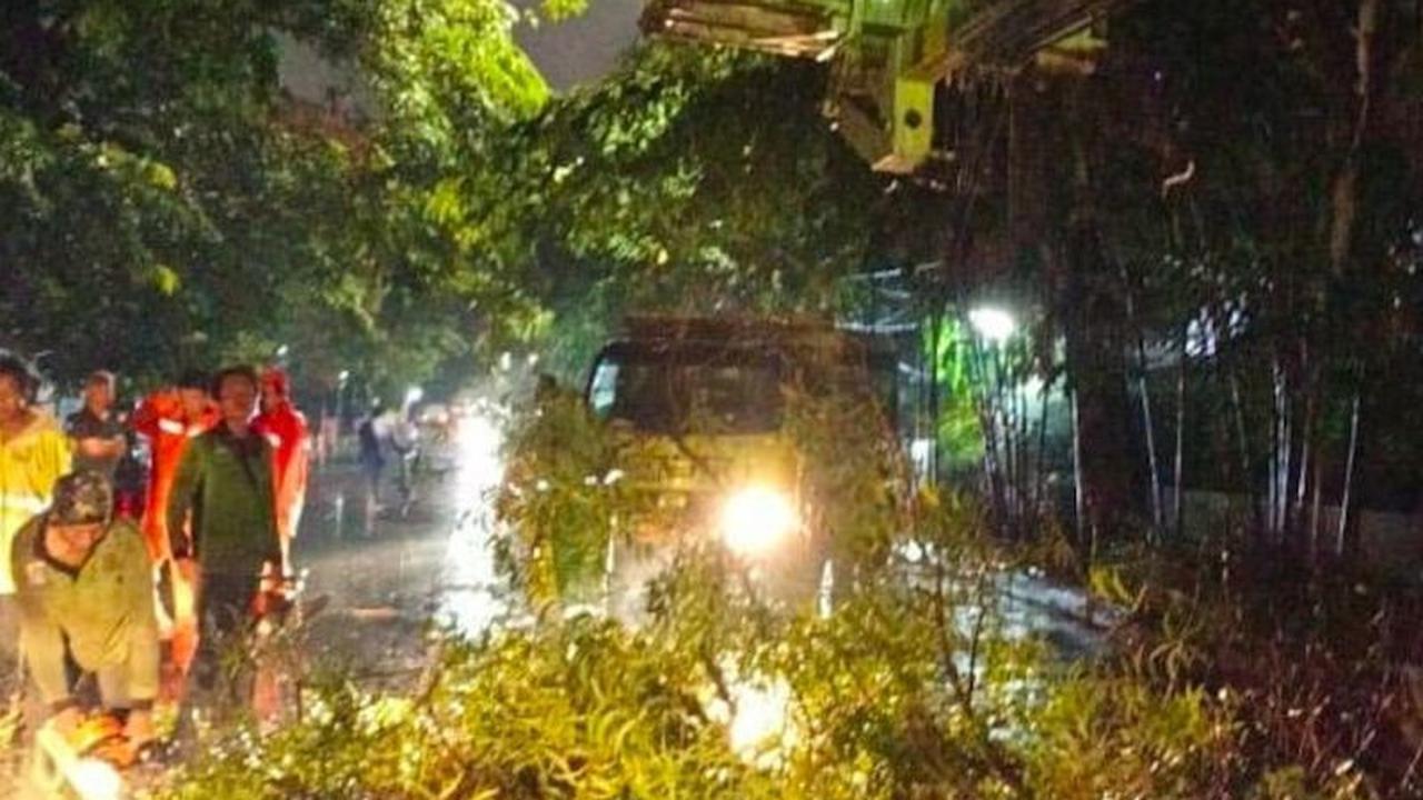 Tahukah Anda? Ini 4 Jenis Pohon Tahan Angin Jakarta Pilihan Pemprov DKI untuk Keamanan Warga