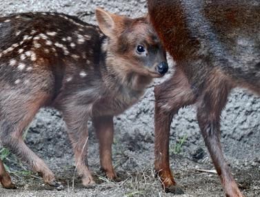 Berikut Pd Taman Satwa Kebun Binatang Surabaya, Paling Heboh!