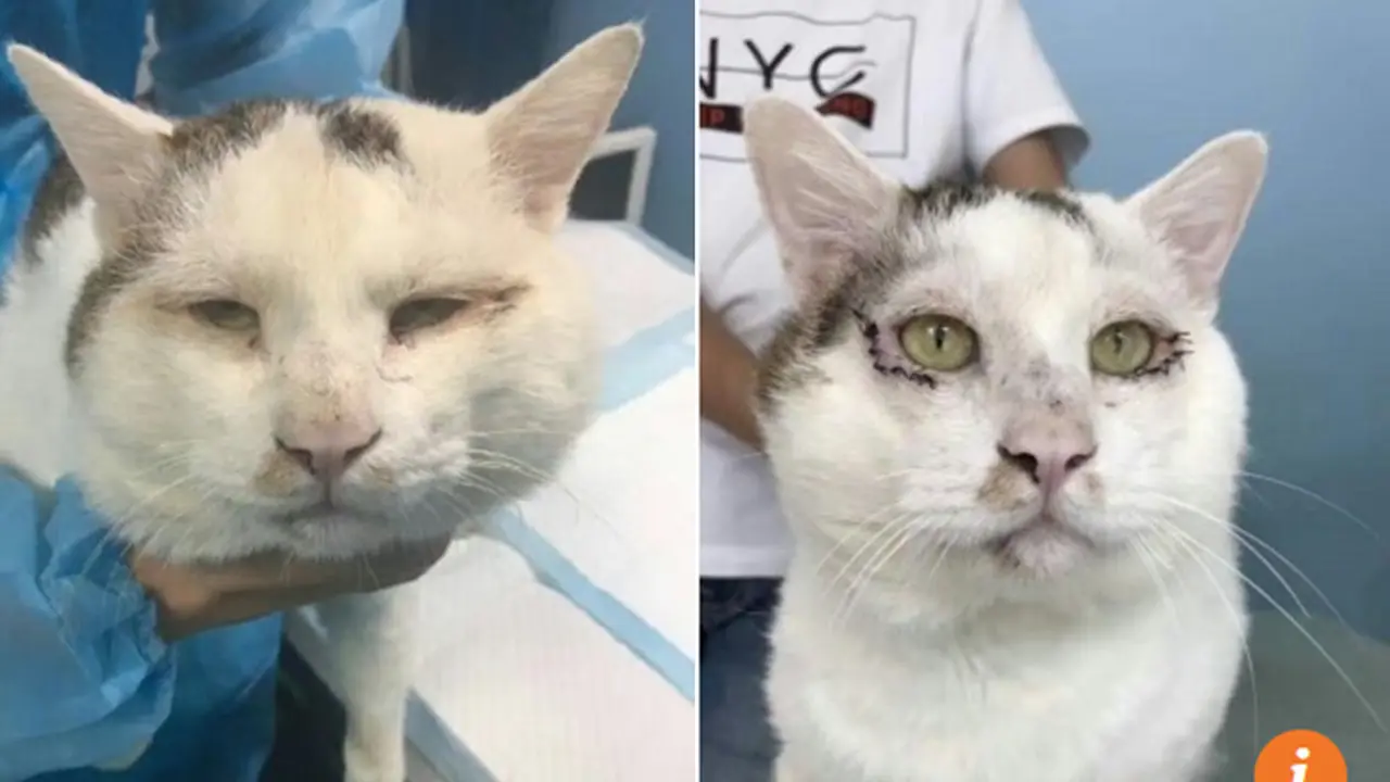 Jalani Operasi Plastik, Kucing Liar Jadi Idola Netizen
