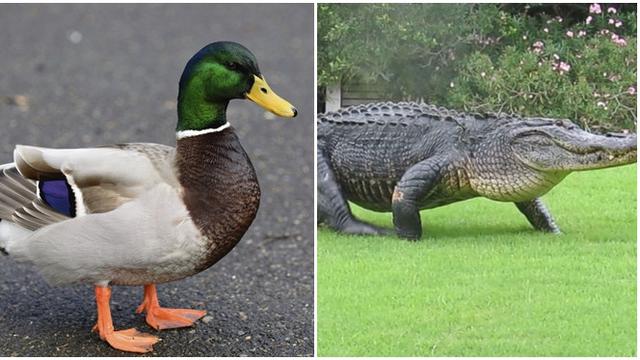 Kocak Bebek Ini Usir Aligator Yang Lewat Di Lapangan Golf Hot Liputan6 Com
