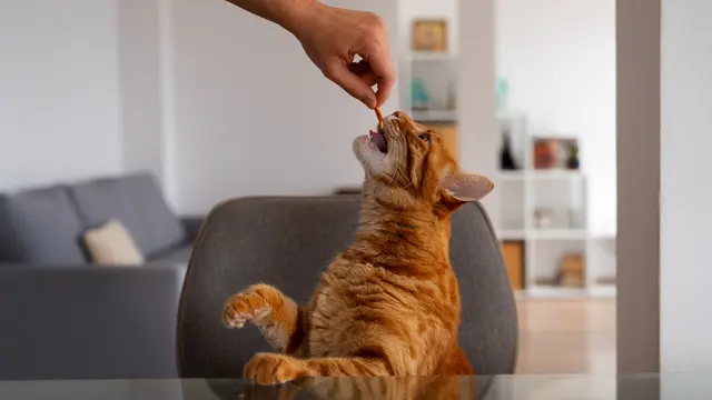 Cat Training