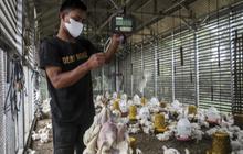 Arab Saudi Hentikan Impor Unggas RI, Mentan Amran Mentan Sebut Ada Peluang Perkuat Produk Olahan