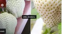 Stroberi Putih Seharga Rp140 Ribu Per Buah, Apa Kelebihannya?. (dok.Instagram @white_strawberry_/https://www.instagram.com/p/BstTa5nhakW/Henry)