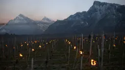 Ratusan lilin dinyalakan di kebun anggur dengan latar belakang pegunungan es di Flaesch, Swiss (22/3). Lilin anti-embun ini bertujuan untuk menaikkan suhu dua hingga tiga derajat. (Gian Ehrenzeller / Keystone via AP)