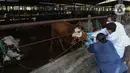 Petugas dinas KPKP memeriksa kesehatan hewan sapi di Rumah Pemotongan Hewan (RPH) PD Dharma Jaya, Cakung, Jakarta, Jumat (8/7/2022). Pihak pengelola RPH mencatat sekitar 135 sapi kurban akan dipotong di tempat tersebut pada Idul Adha 2022 yang akan dilaksanakan selama tiga hari. (Liputan6.com/Herman Zakharia)
