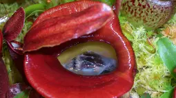 Nepenthes yang dikenal dengan Cangkir Monyet atau Kantong Semar memiliki perangkap berisi cairan. Cairan itu digunakan untuk menenggelamkan dan mencerna mangsanya. (www.hawaiianbotanicals.com)
