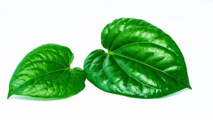 700+ Gambar Daun Yang Cantik Terbaik - Gambar ID