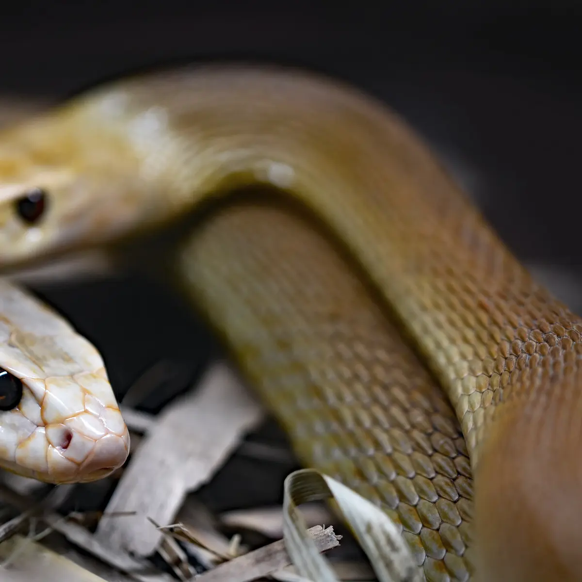 Arti Mimpi Melihat Ribuan Ular: Tafsir Dan Maknanya