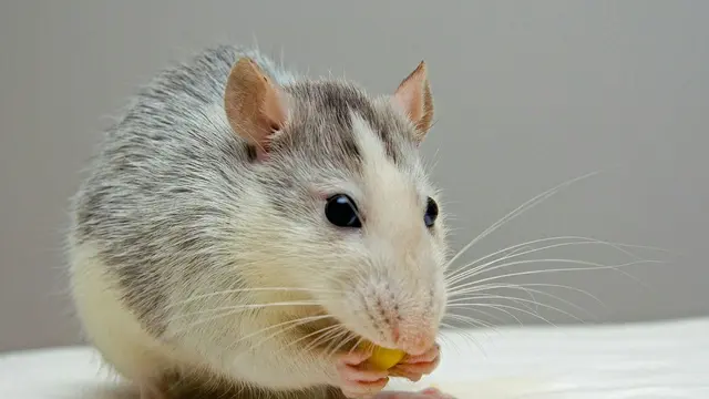 Ternyata Tikus Suka Makan Sabun Mandi!