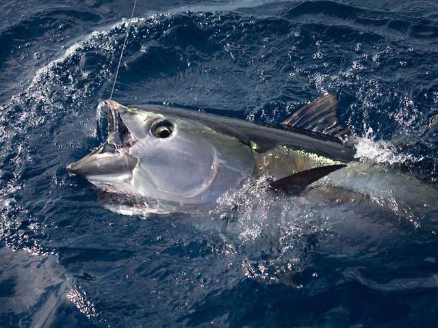 13 Perusahaan Pengalengan Tuna Ri Kena Rapor Merah Bisnis Liputan6 Com