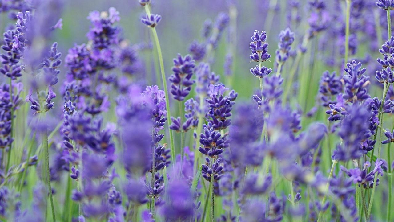 Ilsutrasi Gurun Arab Saudi Jadi Padang Bunga Lavender