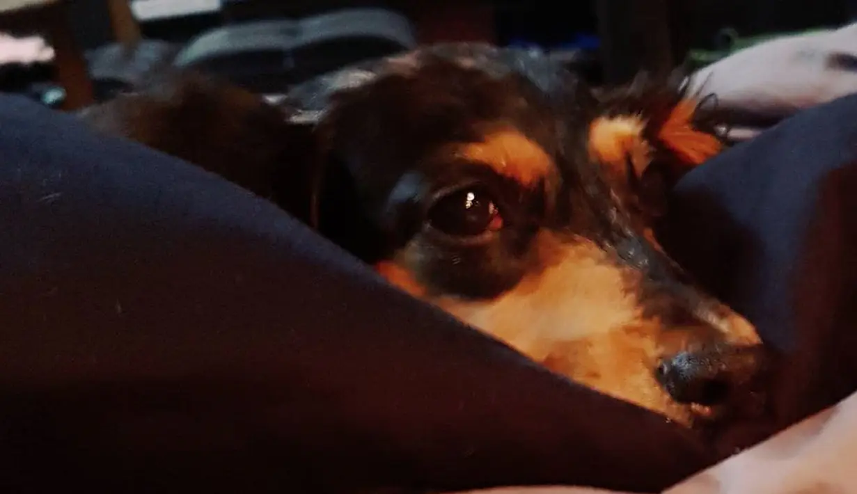 Anjing milik personel SHINee, Jonghyun yang bernama Roo berbaring diatas selimut. Jonghyun SHINee dinyatakan meninggal dunia di sebuah apartemen di kawasan Gangnam Gu, Cheongdamdong, Seoul, Korea Selatan. (instagram/jonghyun.948)