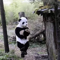 Demi panda kesayangannya bisa beradaptasi dengan alam liar, para penjaga satwa ini rela menyamar.
