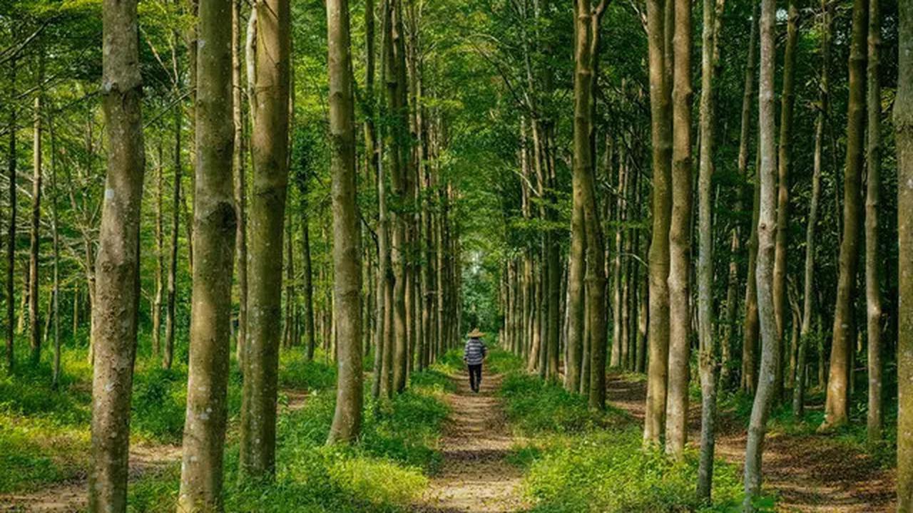 Kisah Pria Jepang Lakukan Ritual Unik BAB di Hutan Selama 50 Tahun