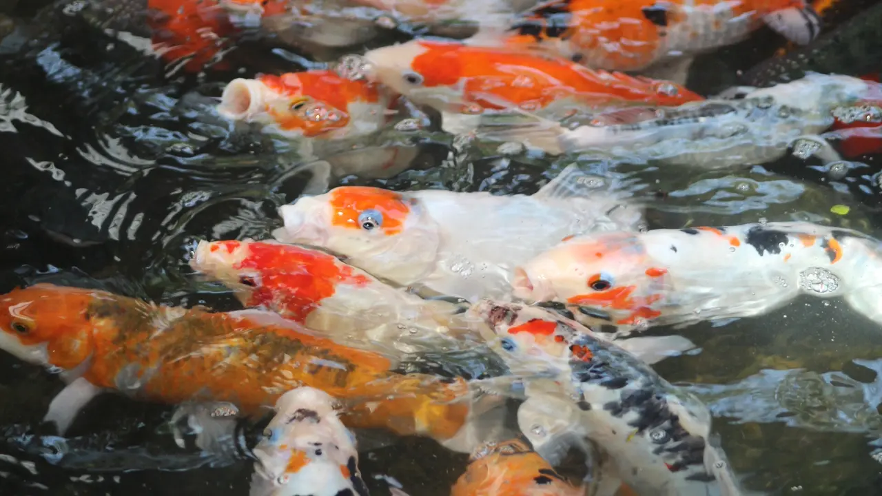 Ikan koi