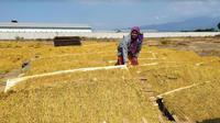 Petani Tembakau (Foto:Liputan6.com/Dian Kurniawan)