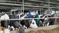 Herman Midema, seorang peternak Belanda tengah berbagi ilmu soal merawat sapi perah kepada para peternak muda pemenang Program Young Progressive Farmer Academy yang digagas PT Frisian Flag Indonesia. (Foto: Liputan6com/Benedikta Desideria)