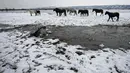 Sungai Danube adalah sungai terbesar di Eropa, yang mengalir melalui sejumlah negara, termasuk Serbia. Pulau Krcedinska Ada terletak sekitar 50 kilometer (30 mil) di sebelah utara ibu kota Beograd. (AP Photo/Darko Vojinovic)