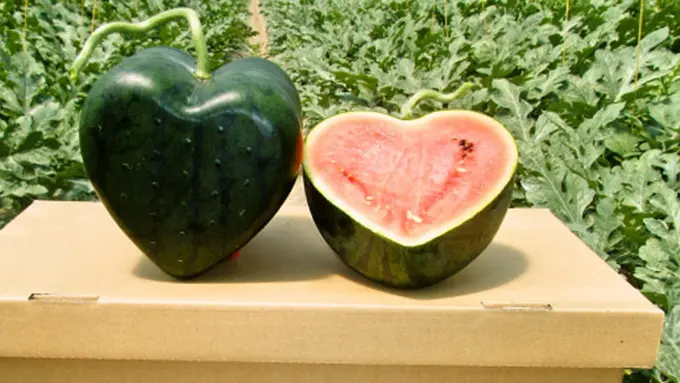 (c) rocketnews24.com